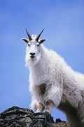 Mountain Goat Magnet