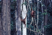 Orangutan Poster