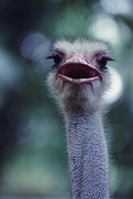 Ostrich Poster