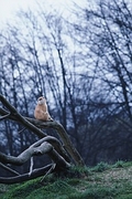 Patas Monkey Poster
