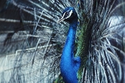 Peacock Magnet