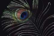 Peacock Magnet