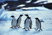 Penguin Magnet