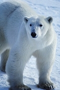 Polar Bear Magnet