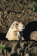 Prairie Dog Magnet