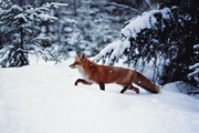 Red Fox Mousepad