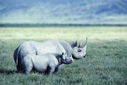 Rhinoceros Magnet