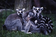 Ringtailed Lemur Poster