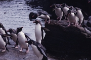 Rockhopper Penguin Magnet