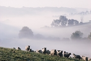 Sheep Magnet