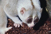 Slow Loris Poster