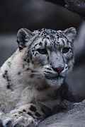Snow Leopard Magnet