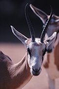 Thompson's Gazelle Magnet