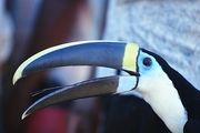 Toucan Magnet