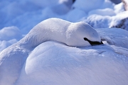 Trumpeter Swan Magnet