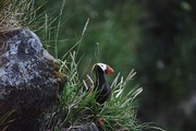 Tufted Puffin Magnet