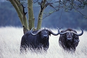Water Buffalo Magnet