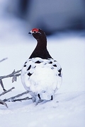 Willow Ptarmigan Magnet