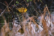 Yellow Warbler Magnet