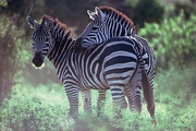 Zebra Magnet