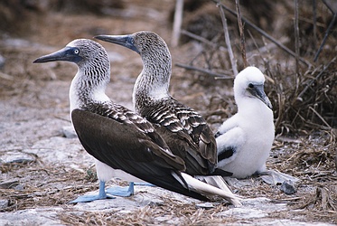 Blue Footed Booby