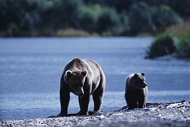 Brown Bear