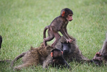Olive Baboon