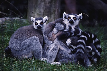 Ringtailed Lemur