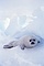 Baby Harp Seal picture