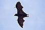 Indonesian Fruit Bat picture