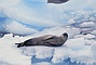 Leopard Seal picture