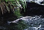 Salmon picture