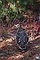 Spruce Grouse picture