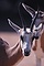 Thompson's Gazelle picture