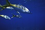 Yellowtail Snapper picture