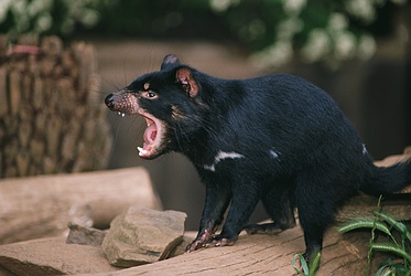 Tasmanian Devil