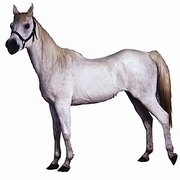 Arabian Horse Mousepad