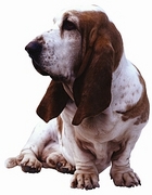 Basset Hound T-Shirt