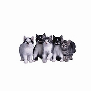 Cat Magnet