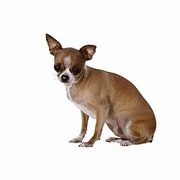 Chihuahua Magnet