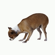 Chihuahua T-Shirt