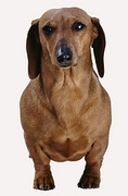 Dachshund Magnet