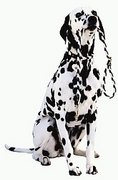 Dalmatian T-Shirt