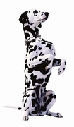 Dalmatian T-Shirt