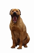 Dog T-Shirt