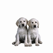 Dog T-Shirt