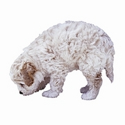 Dog T-Shirt