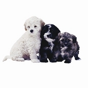 Dog T-Shirt