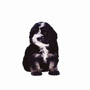 Dog T-Shirt