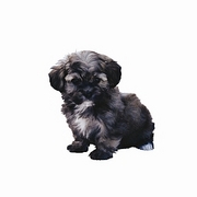Dog T-Shirt